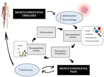 chronic pain in musculoskeletal.png